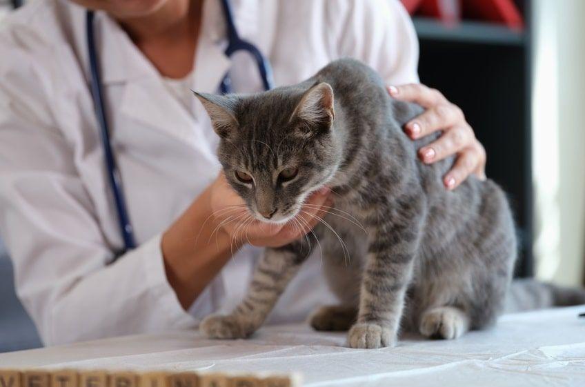 diagnostyka nerek u kota-min.jpg