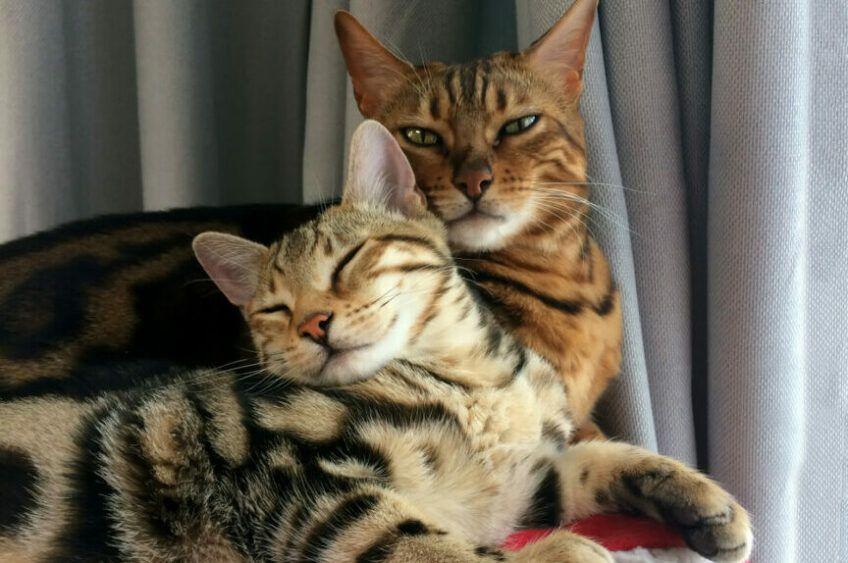 dwa koty bengalskie, rasy tabby