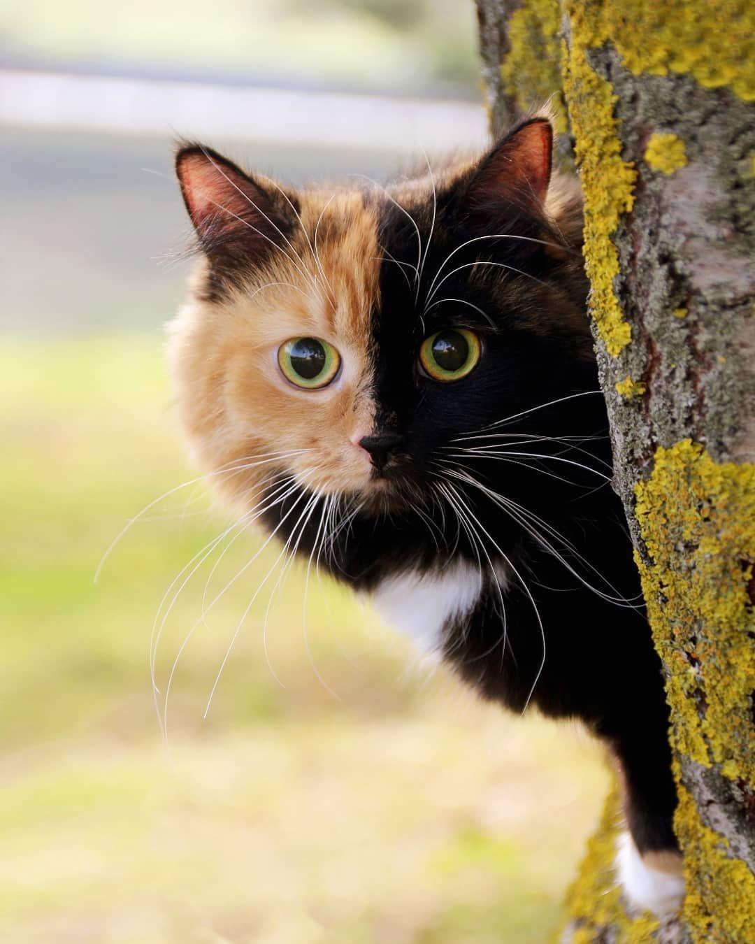 chimera