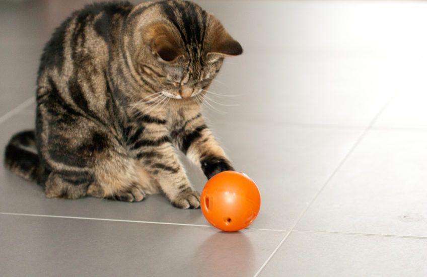 foot ball