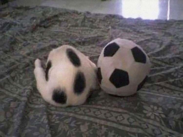 funny-camouflaged-cats-15.jpg