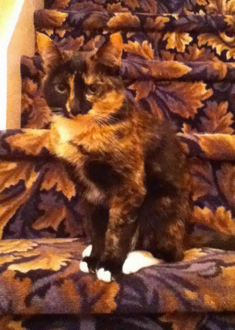 funny-camouflaged-cats-19.jpg