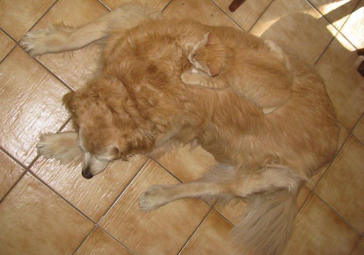 funny-camouflaged-cats-21.jpg