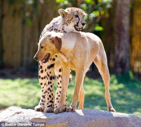 gepard2.jpg