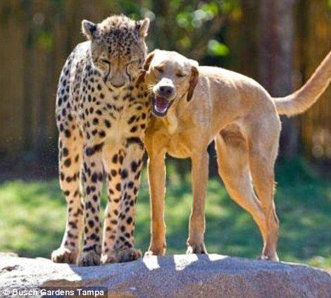 gepard.jpg