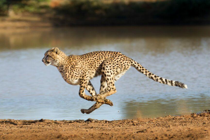 gepard