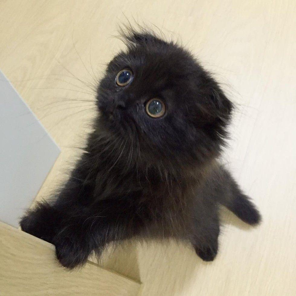 gimo2.jpg
