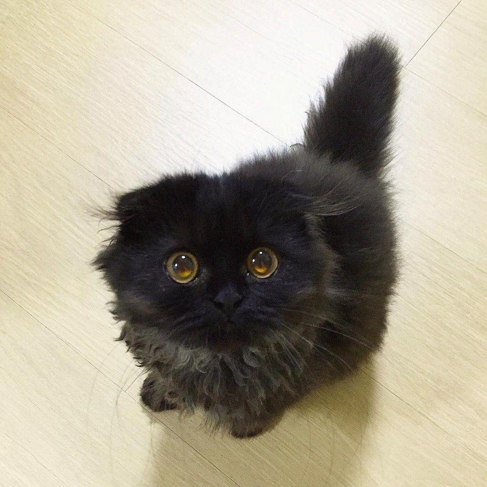 gimo4.jpg