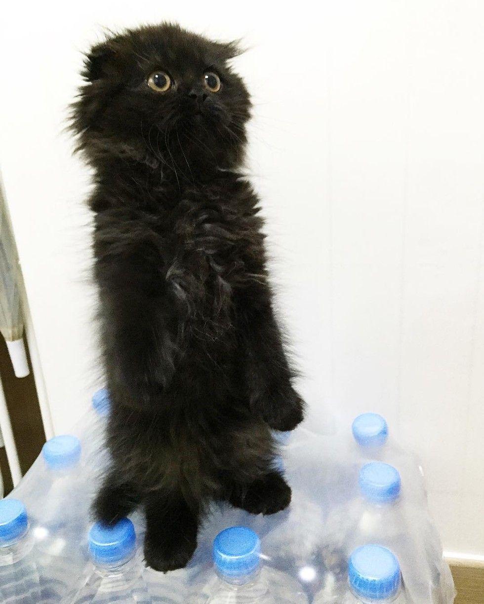 gimo5.jpg