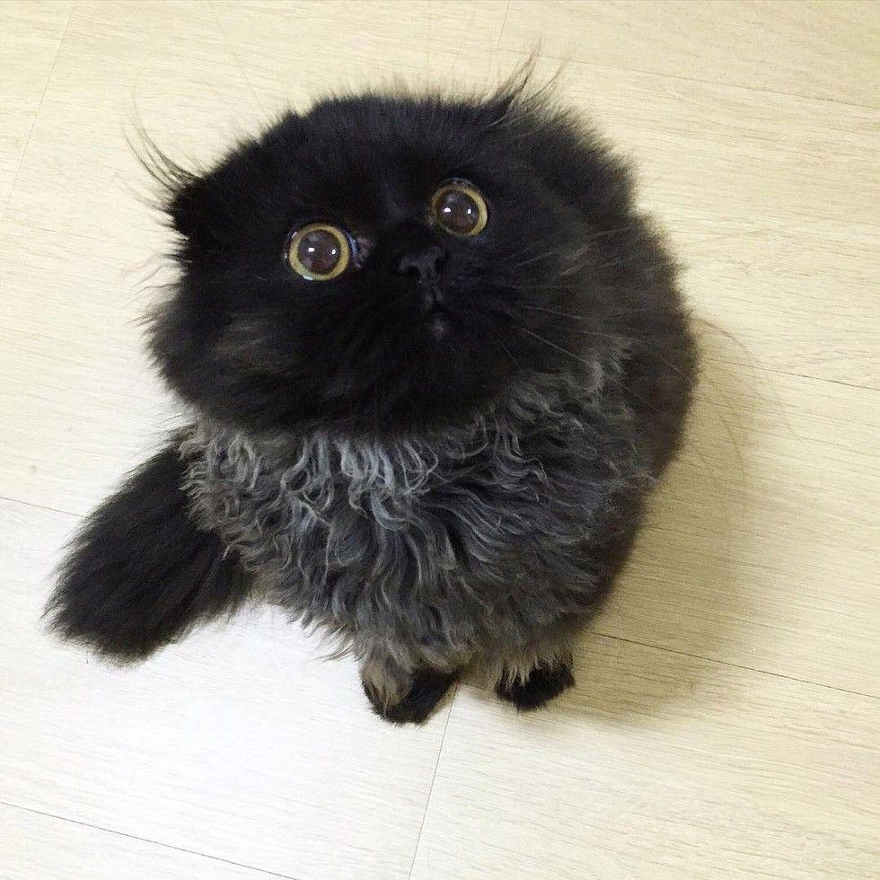 gimo6.jpg