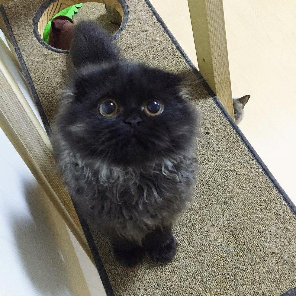 gimo7.jpg