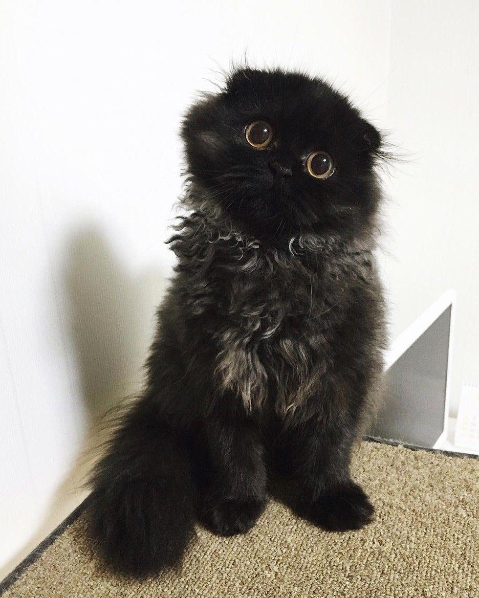 gimo8.jpg