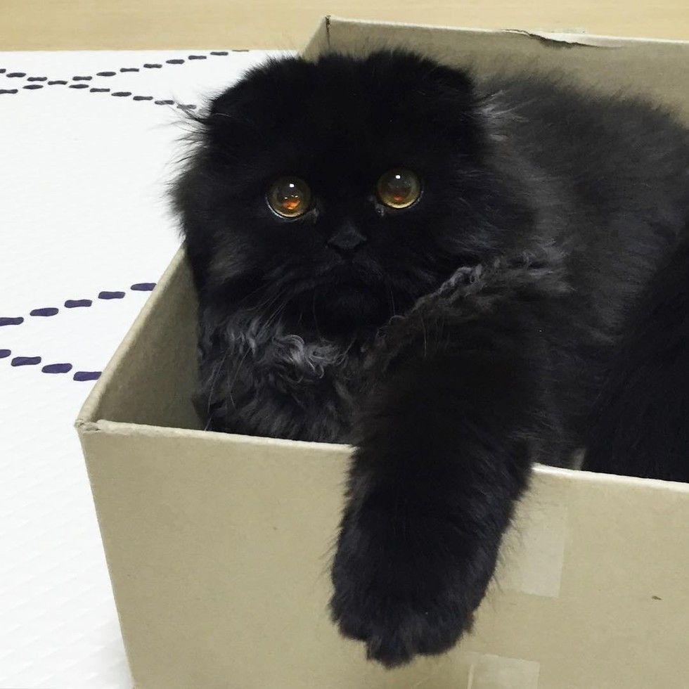 gimo9.jpg