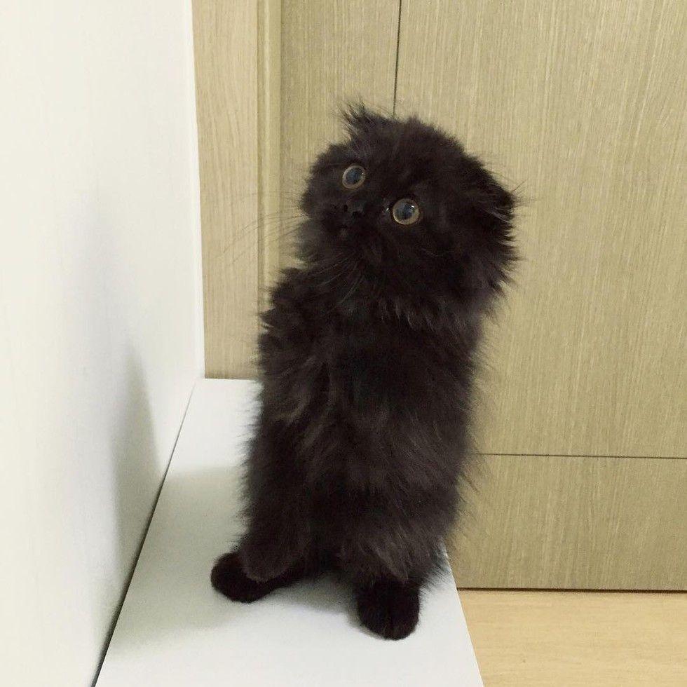 gimo.jpg