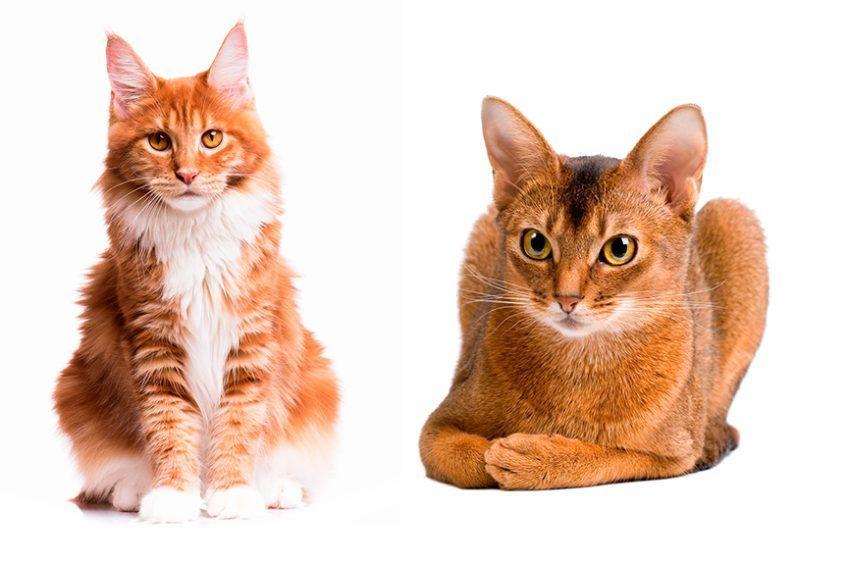 kot Maine Coon, kot abisyński