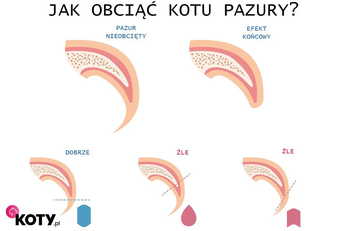 jak obciąć kotu pazury