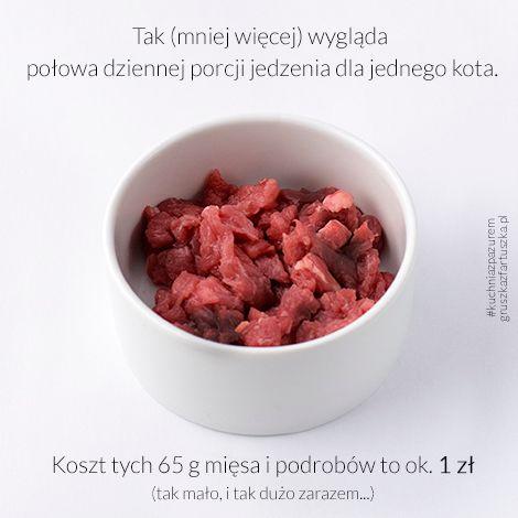 koci-pazur-2.jpg