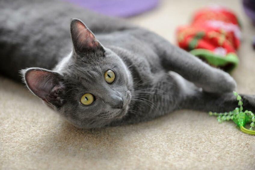 korat