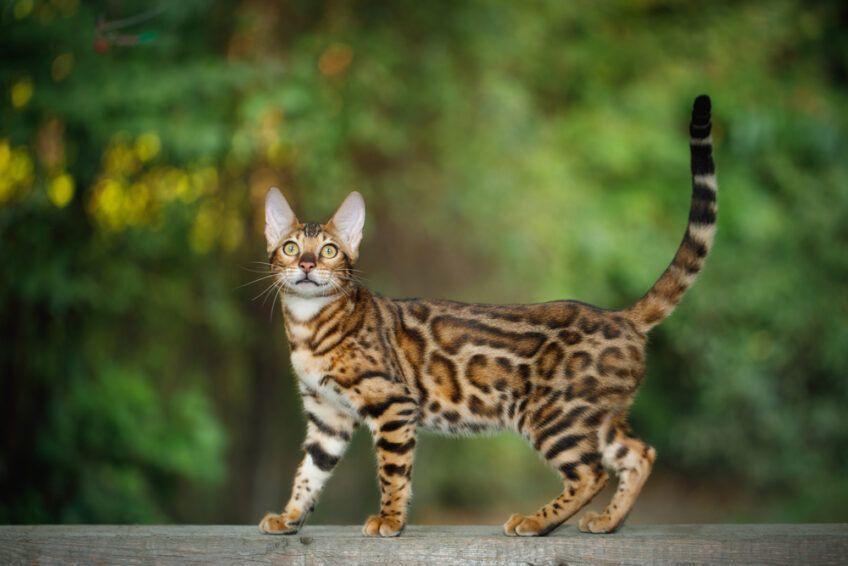 kot bengalski