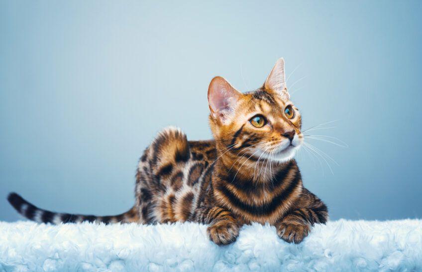 kot bengalski