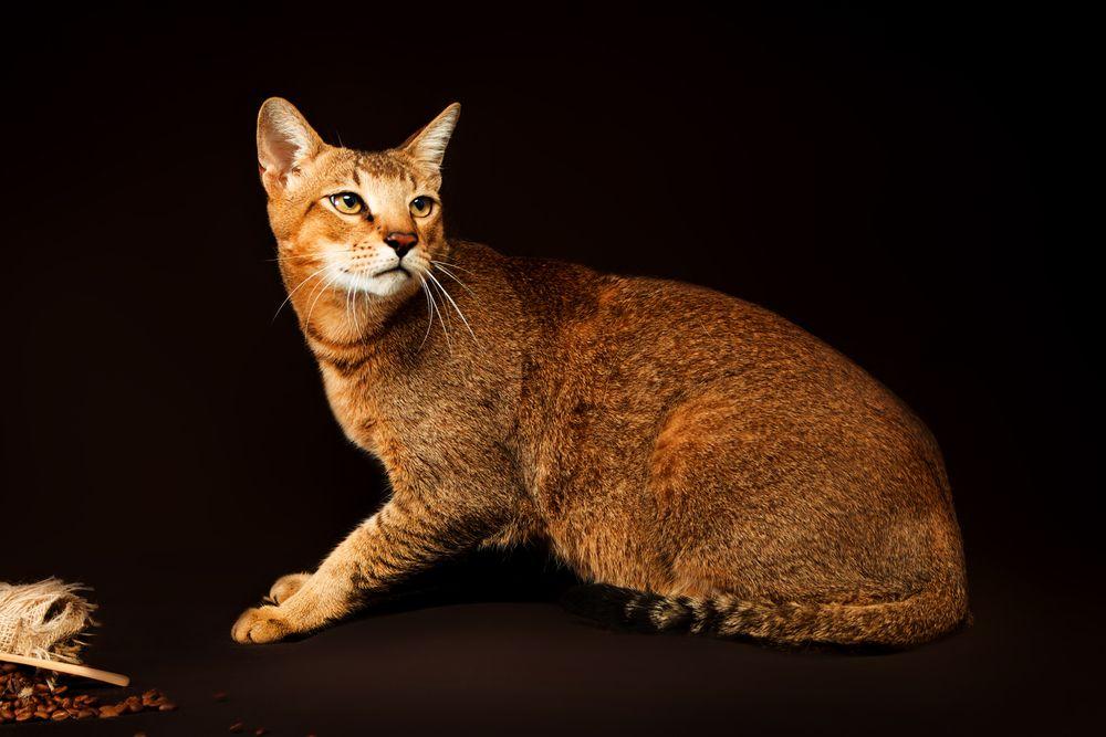 kot chausie 6.jpg