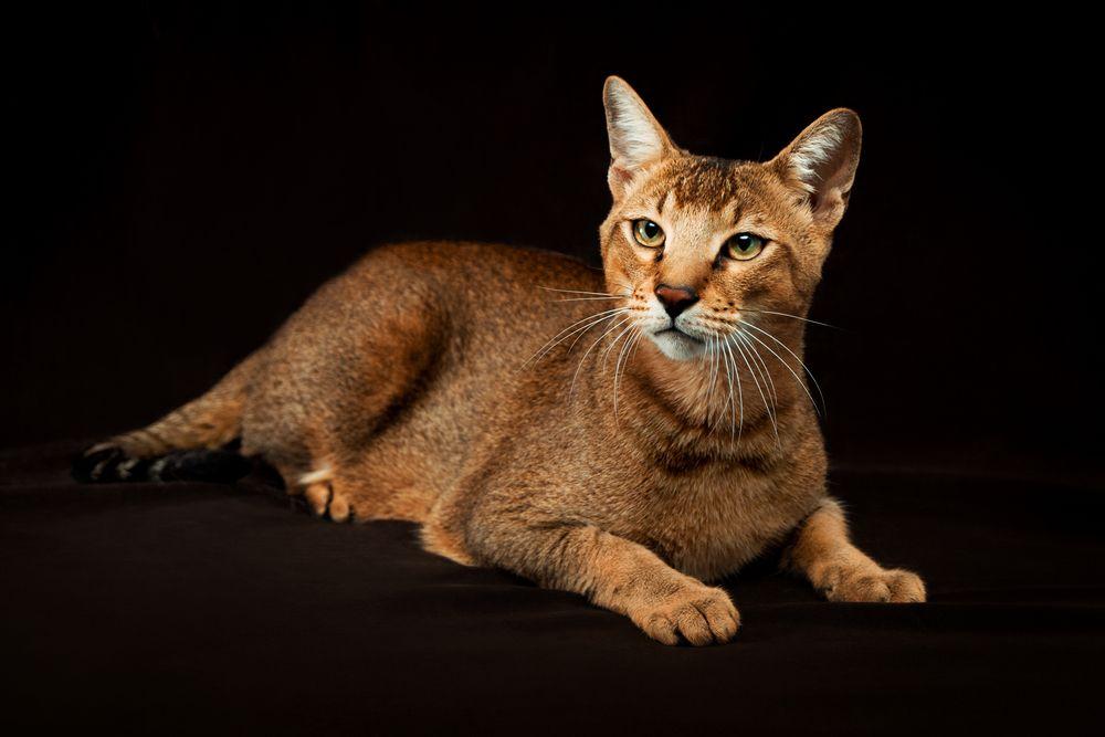 kot chausie 7.jpg