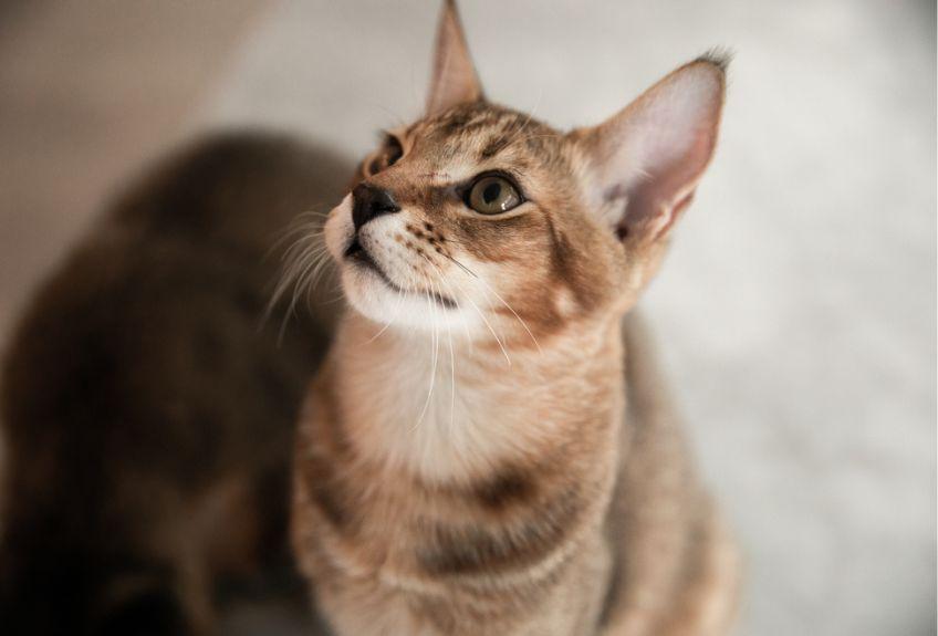 kot chausie