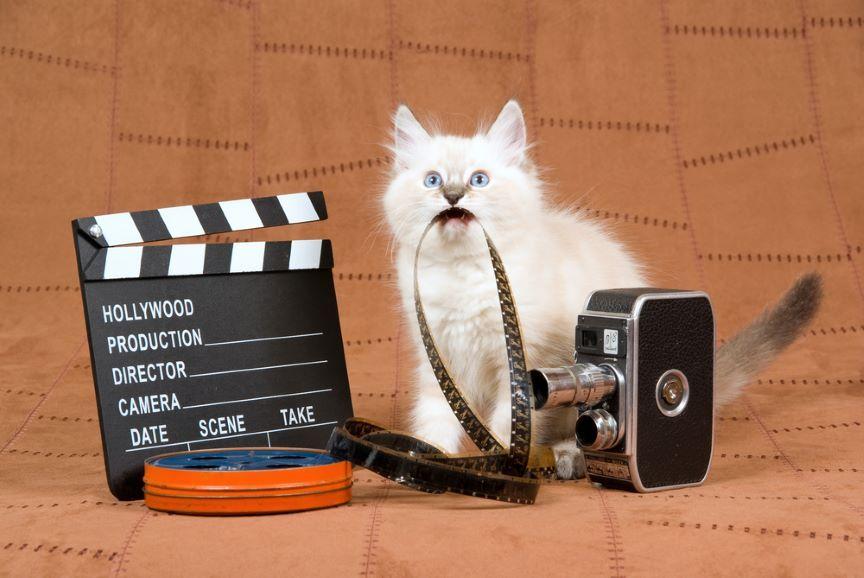 kot kino