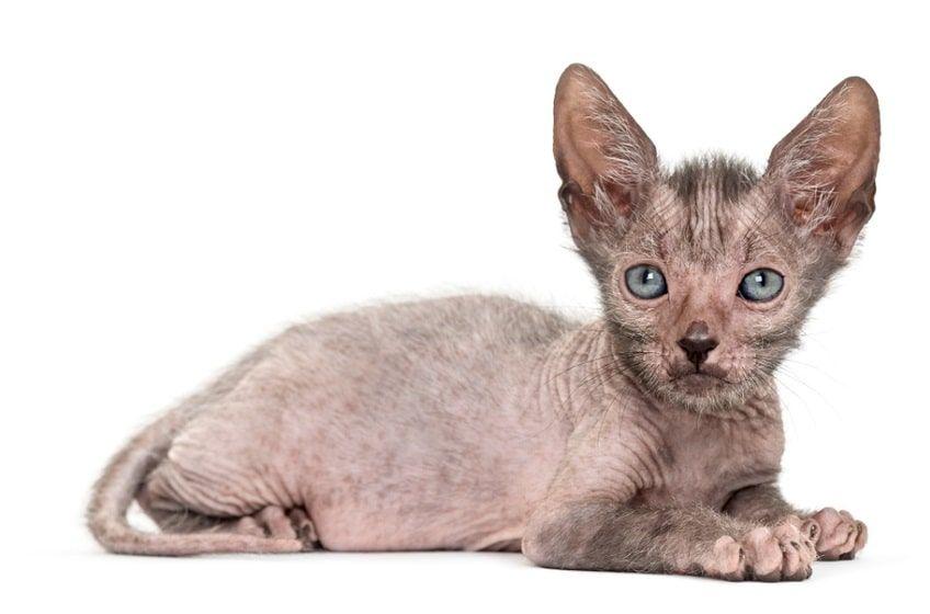 kot lykoi-min.jpg