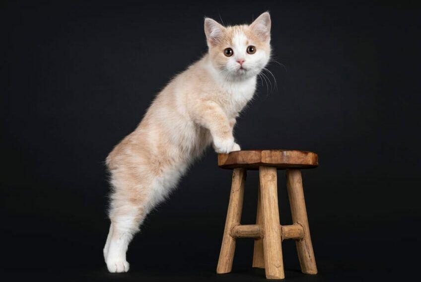 kot manx