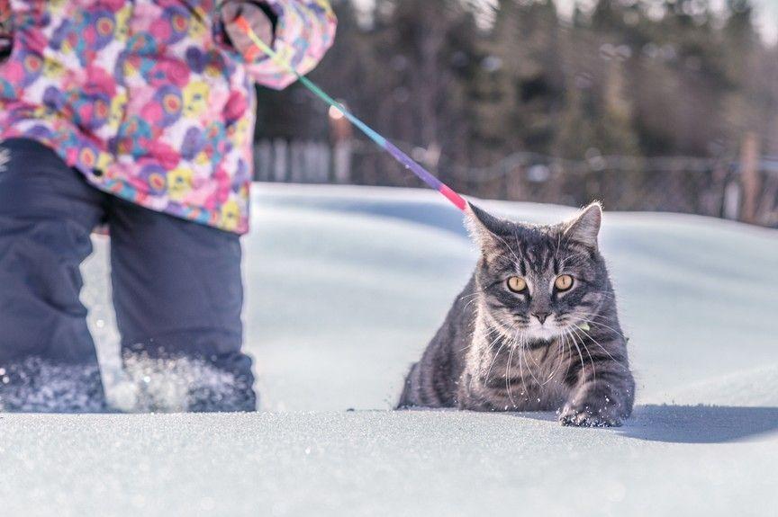kot wychodzący zimą