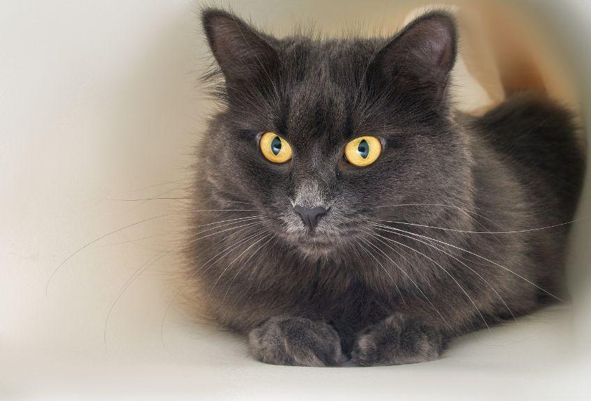 kot nebelung