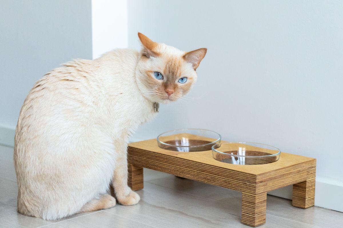 kot nie chce pić wody