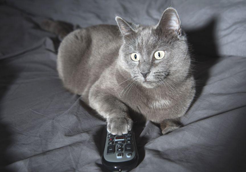 kot ogląda tv