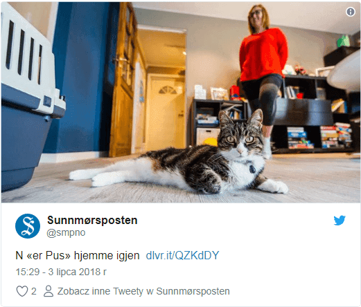 kot pus