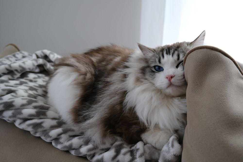 ragdoll