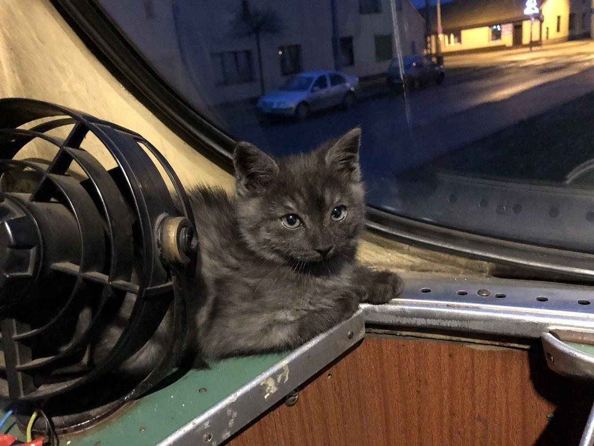 kot z tramwaju