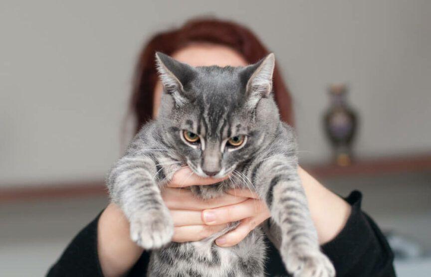 kot jest traktowany jak zabawka
