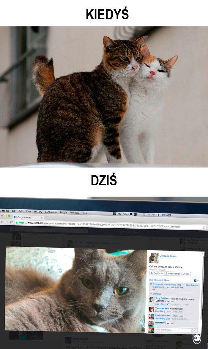 koty kiedyś i dziś