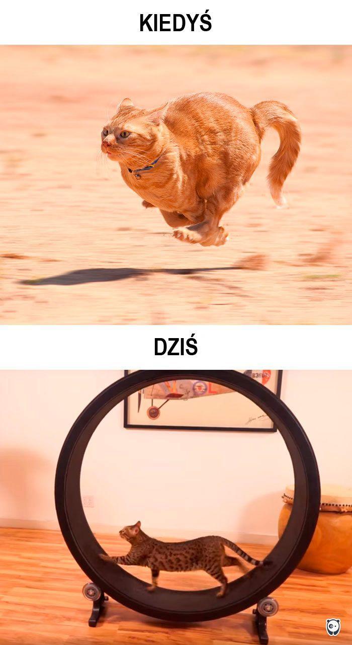 koty kiedyś i dziś