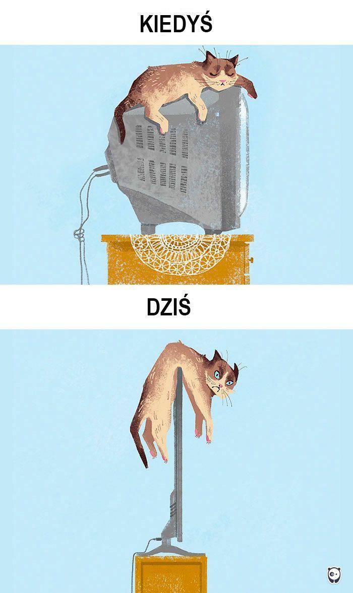koty kiedyś i dziś
