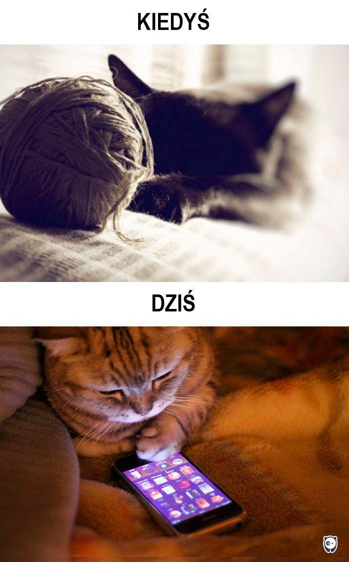 koty kiedyś i dziś