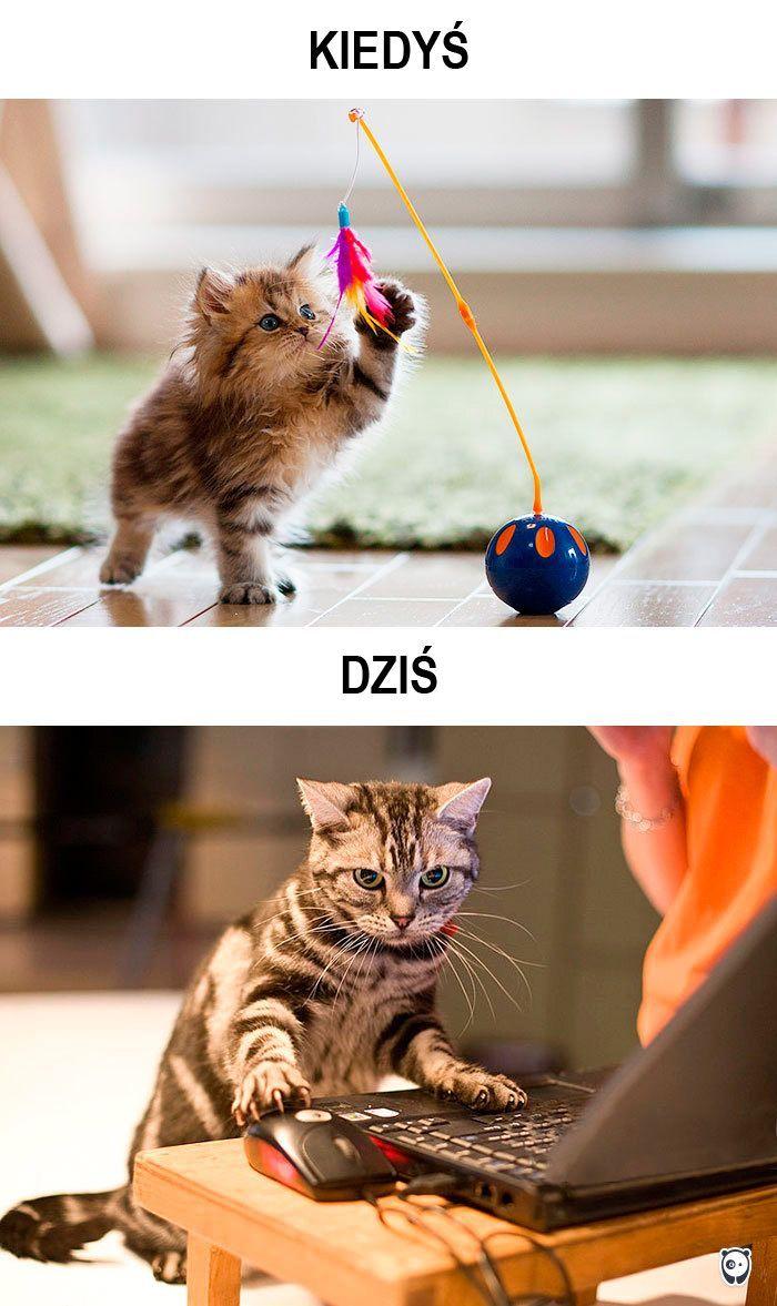 koty kiedyś i dziś