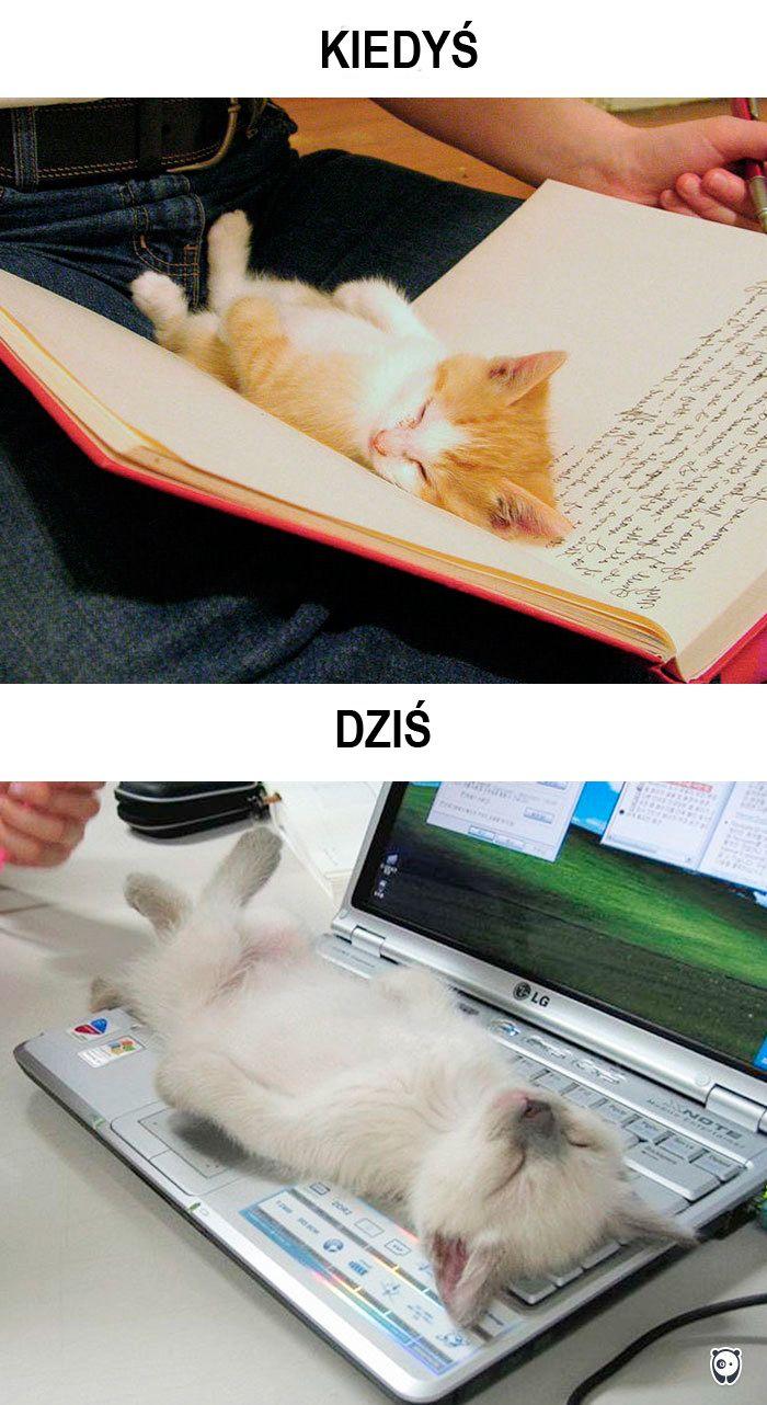 koty kiedyś i dziś