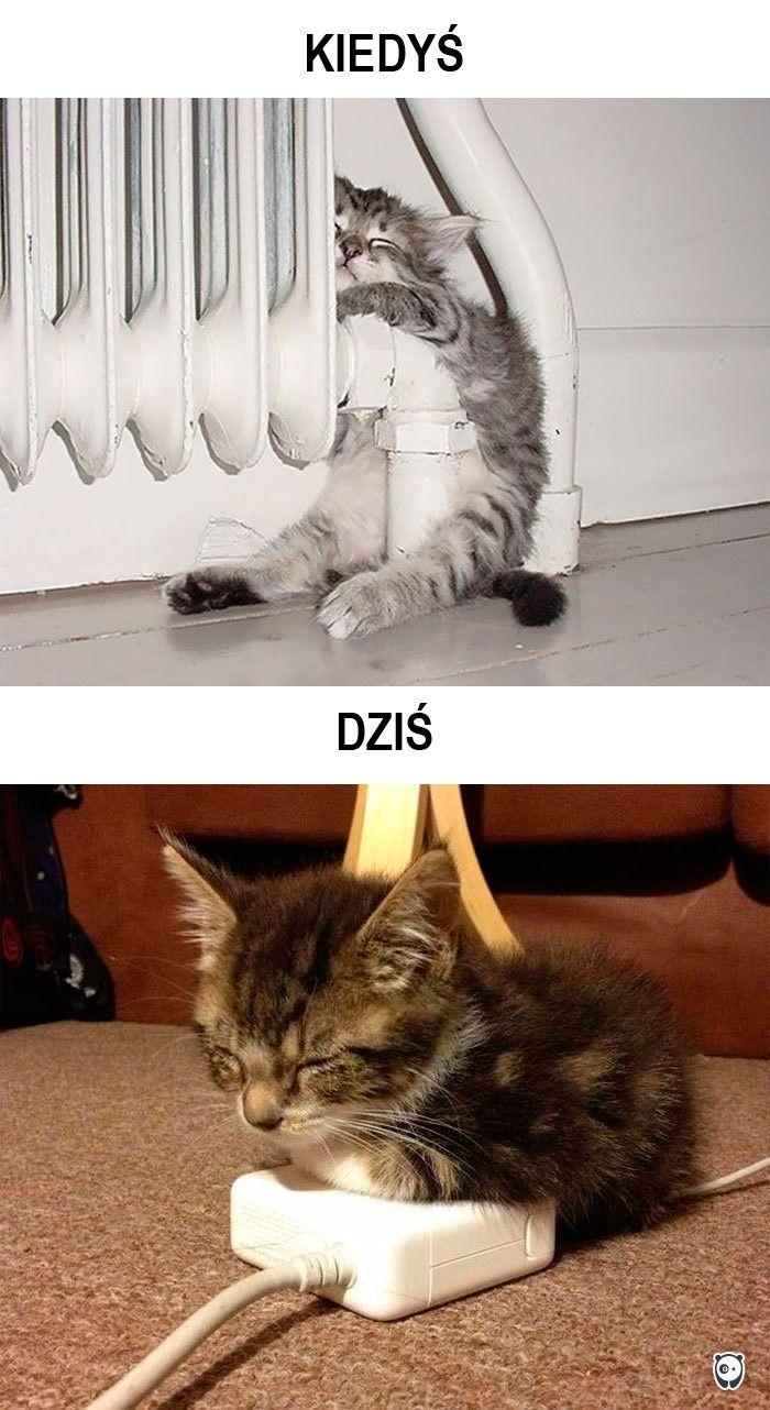 koty kiedyś i dziś
