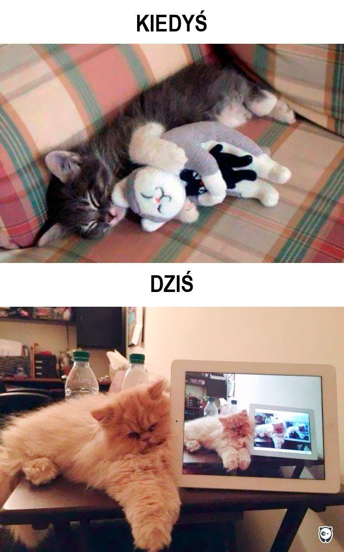 koty kiedyś i dziś