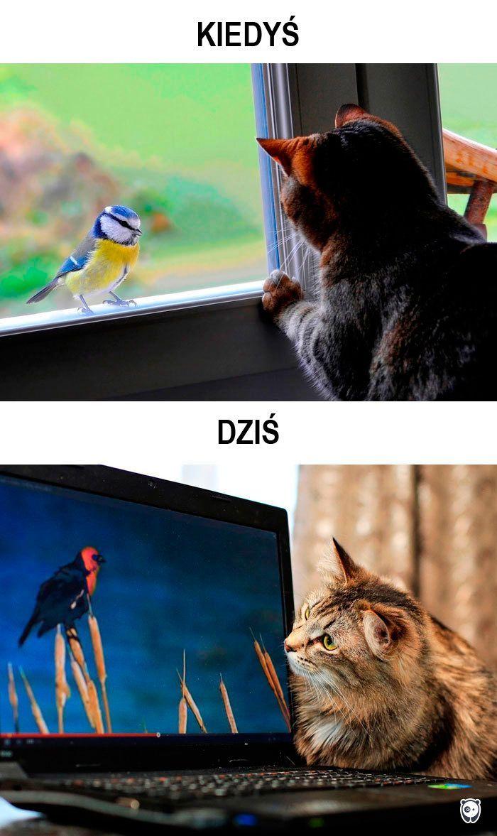 koty kiedyś i dziś