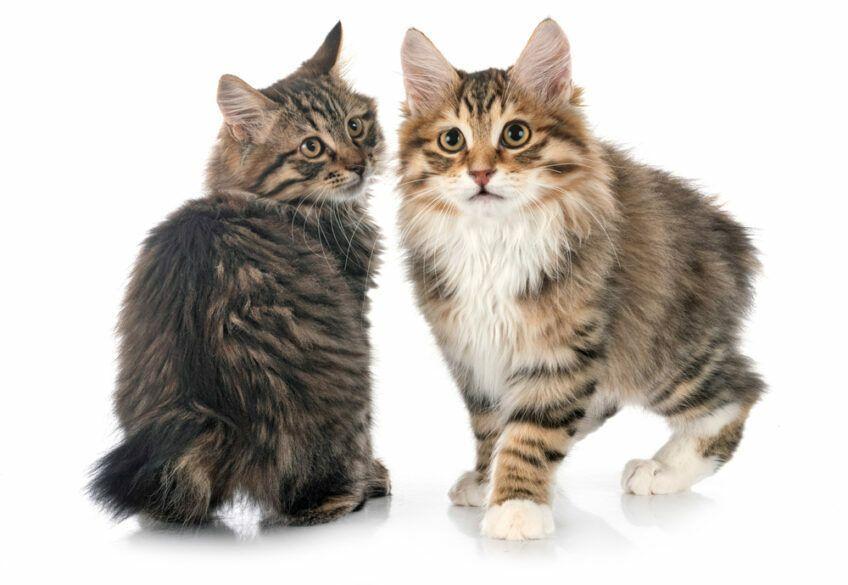 kurylski bobtail