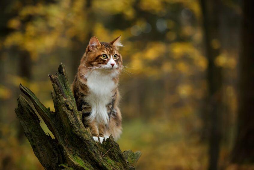 kurylski bobtail