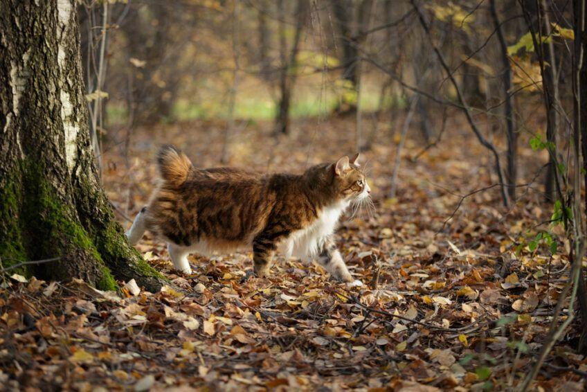 kurylski bobtail